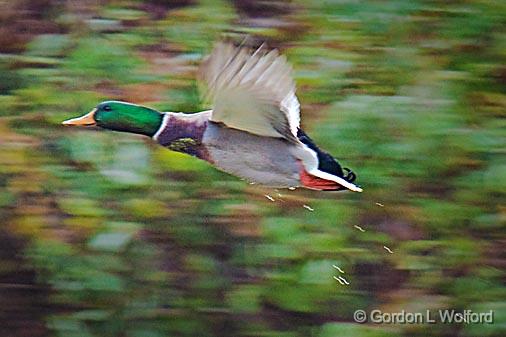 Duck In Flight_09488.jpg - Mallard Duck (Anas platyrhynchos) photographed near Sherkston, Ontario, Canada.